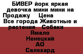 БИВЕР йорк яркая девочка мини мини на Продажу! › Цена ­ 45 000 - Все города Животные и растения » Собаки   . Ямало-Ненецкий АО,Салехард г.